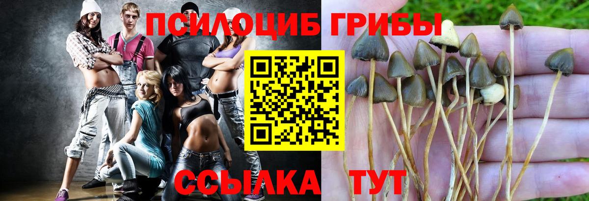 Знаменск  Галлюциногенные грибы Cubensis  Вход с VPN 